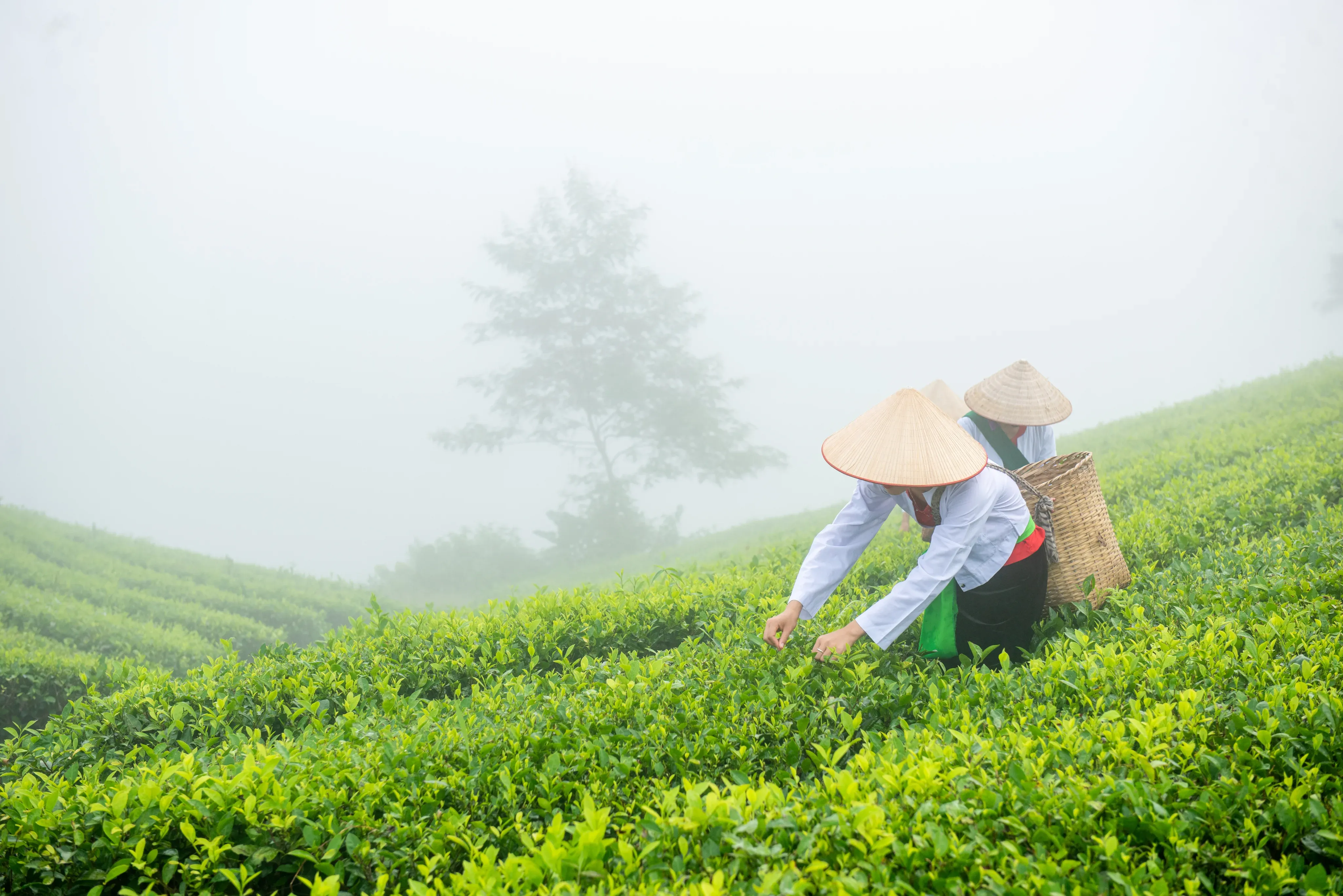 Persona recolectando hojas de té en campo